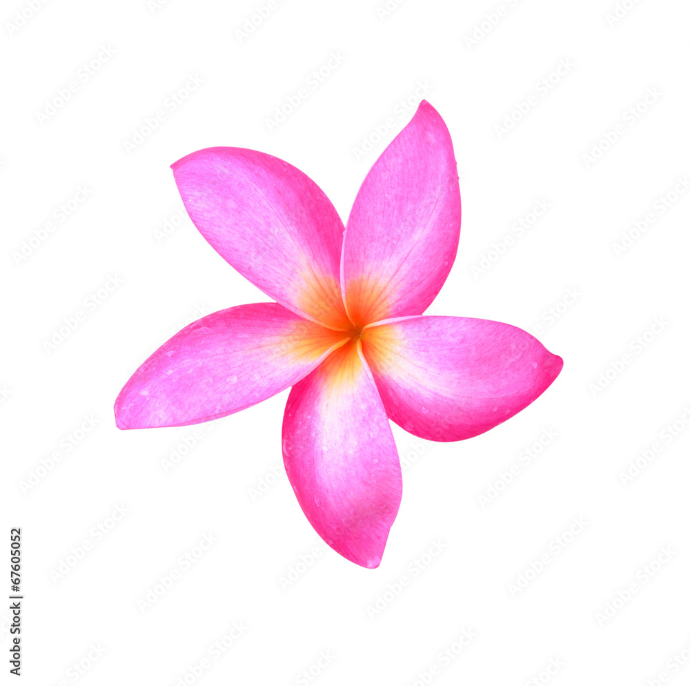 frangipani flower on white frangipani flower on white