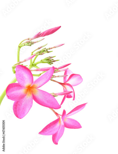 frangipani flower on white