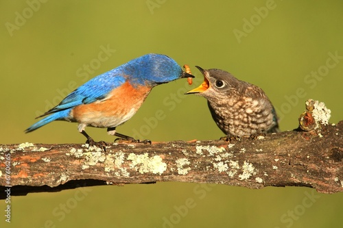 Eastern Bluebirds (Sialia sialis)