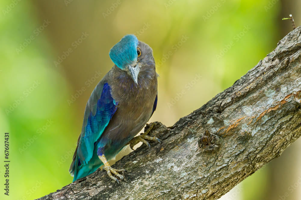 Obraz premium Indian roller(Coracias benghalensis) turn her head on the wood