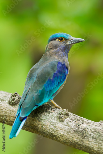Close up portrait of Indian roller(Coracias benghalensis)