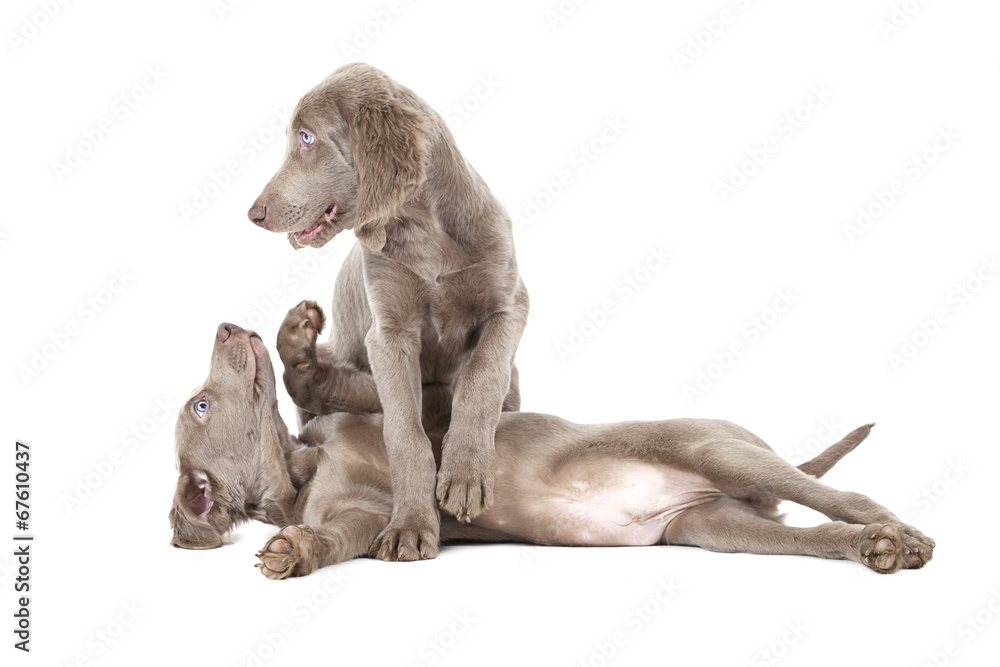 Playful puppies over white