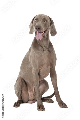 Shorthaired Weimaraner dog, 3 years old