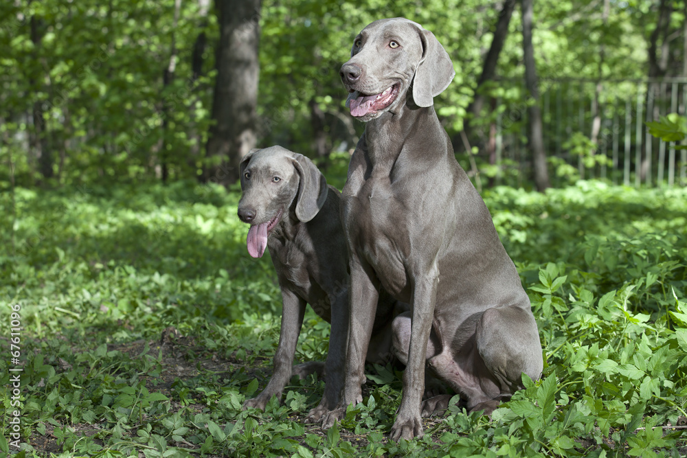 Shorthaired Weimaraner dogs outdoor