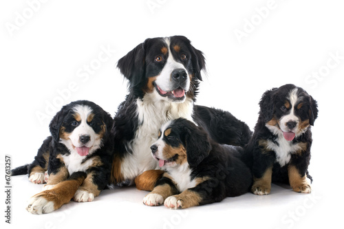 puppies and adult bernese moutain dog