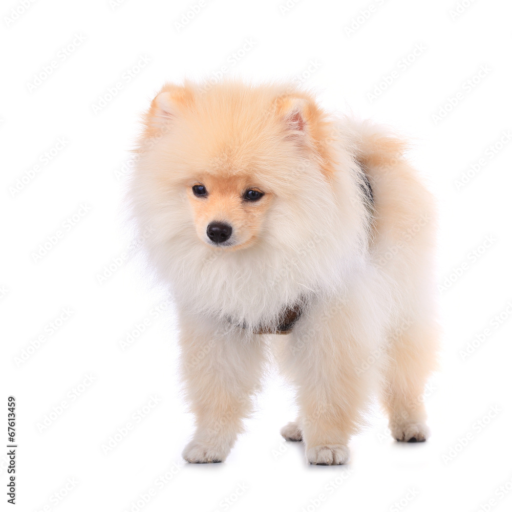 pomeranian puppy dog