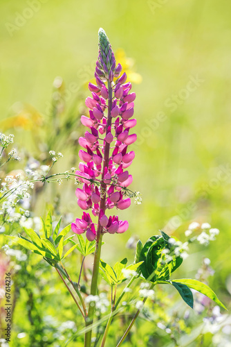 Pink lupine in a summer garden