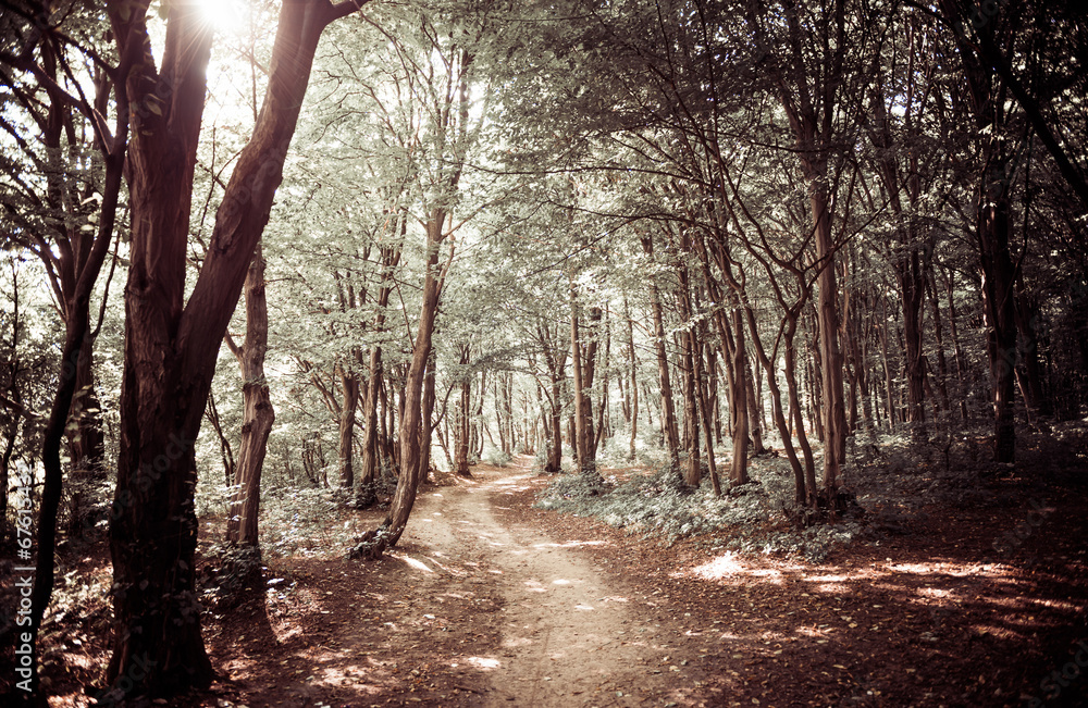 Fototapeta premium summer forest path