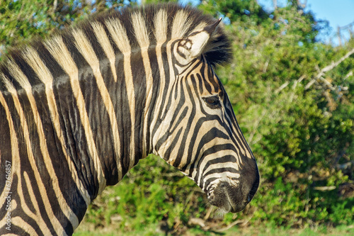 Zebra in Addo national park  South Africa
