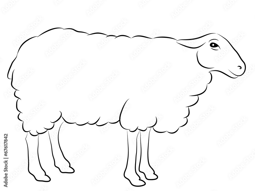 Fototapeta premium Sketch of a Sheep