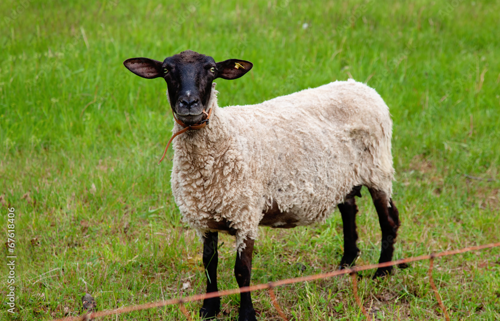 Fototapeta premium Curious sheep