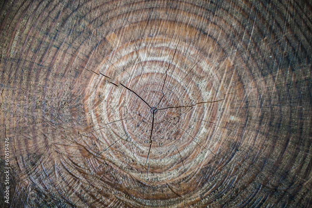 Fototapeta premium tronco