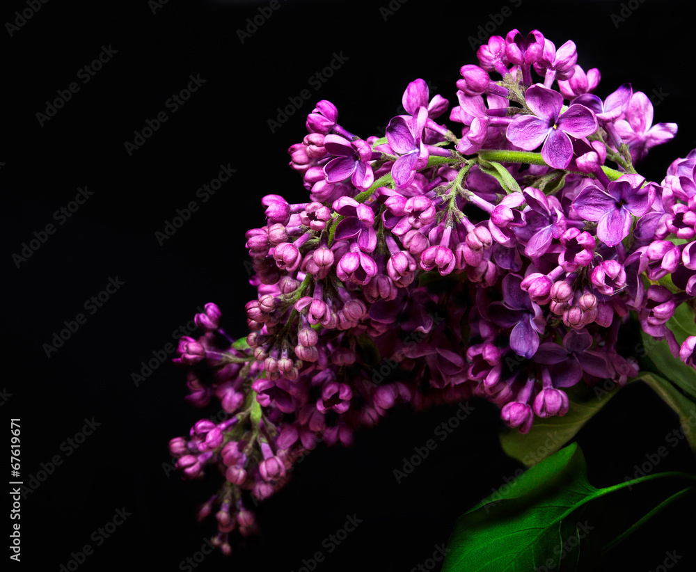 lilac lilac