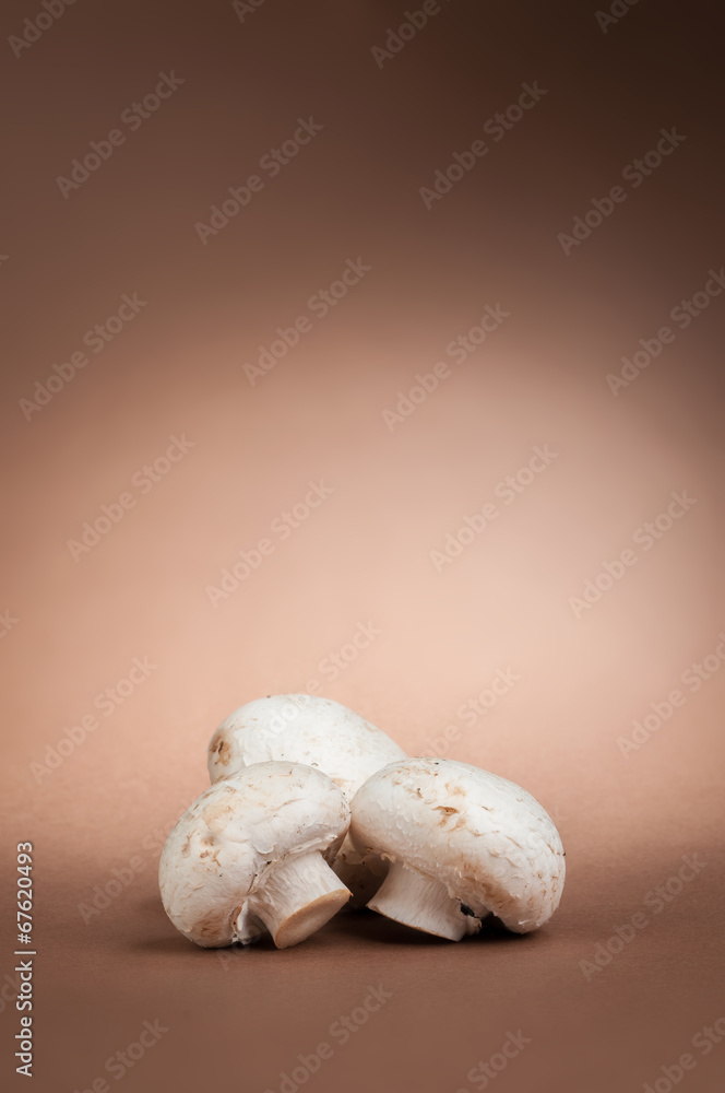 Fototapeta premium mushrooms