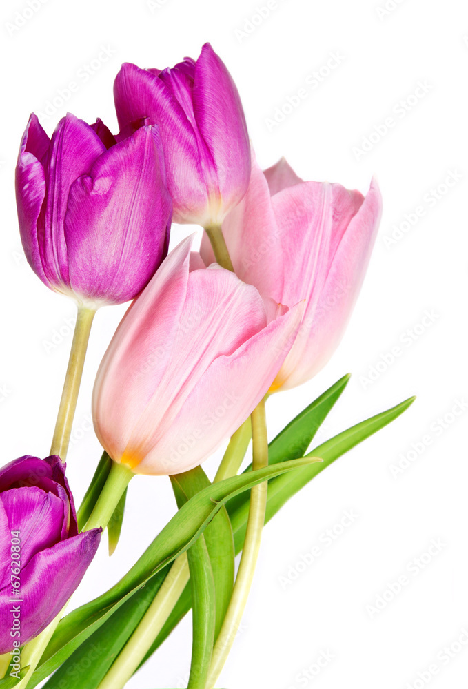 Fototapeta premium Spring Tulip Flowers bunch
