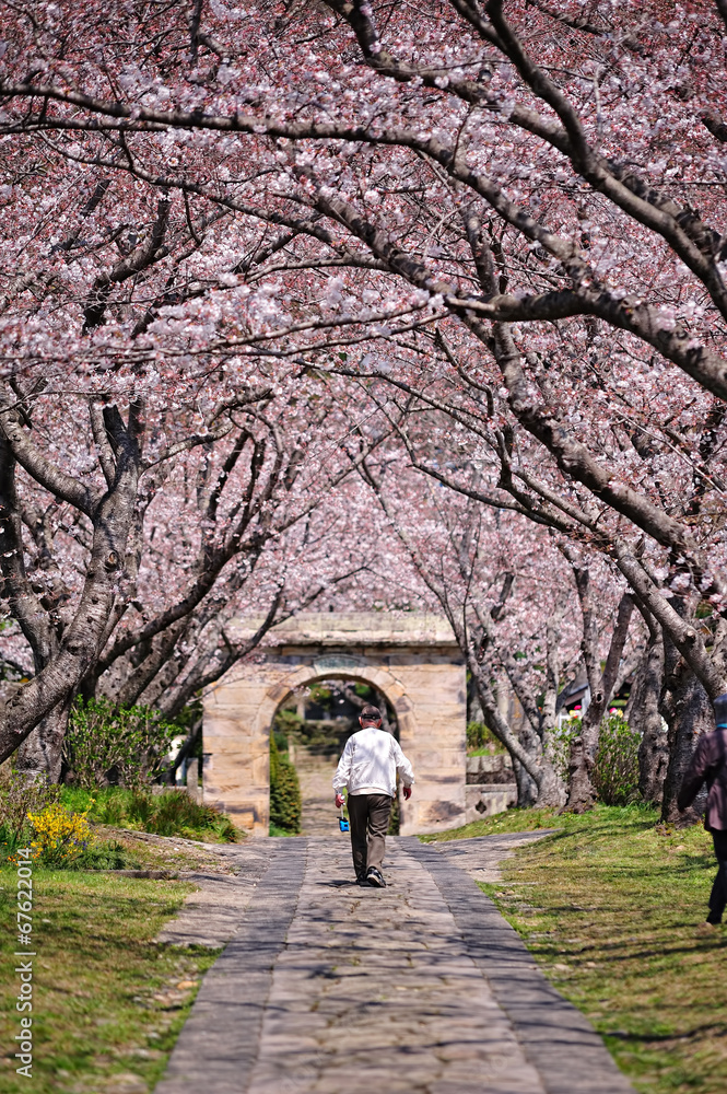 桜のアーチ