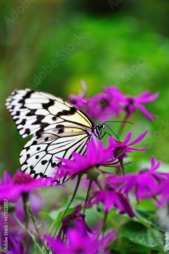 蝶の楽園 © TOMO