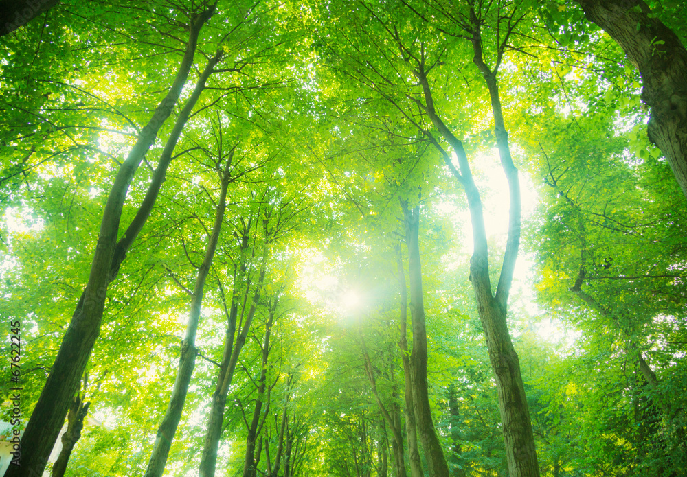 Naklejka premium beautiful light in the green forst. Looking up.