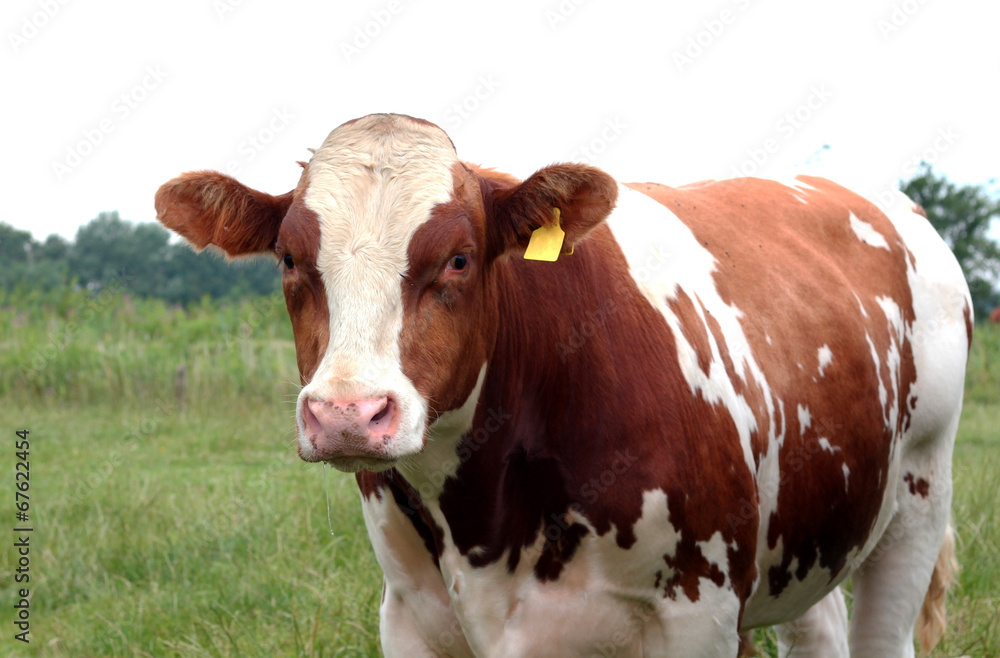 Cow on a summer pasture
