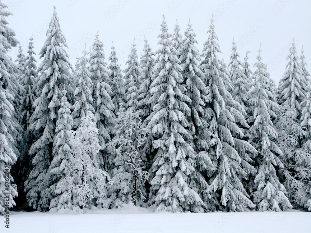 Fototapeta premium Winterwald