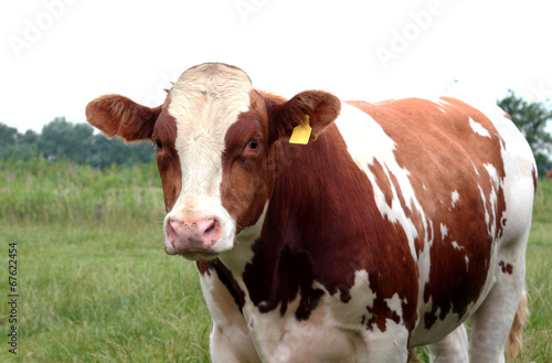 Cow on a summer pasture © Kunz Husum