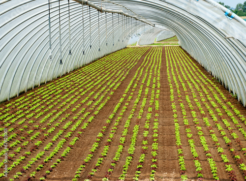 Crop of seedlings being cultivated in a tunnel