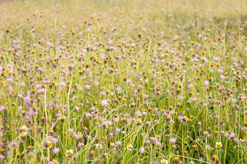 Mexican daisy grass field,Tridax procumbens
