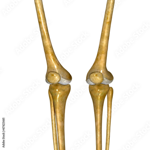 Skeleton knee joint photo