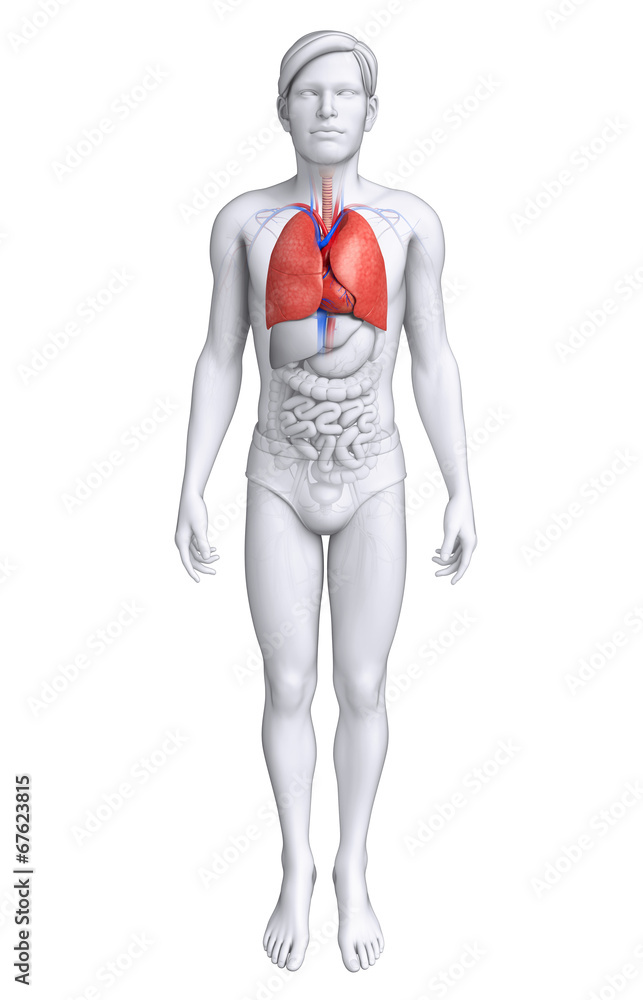 Male lungs anatomy