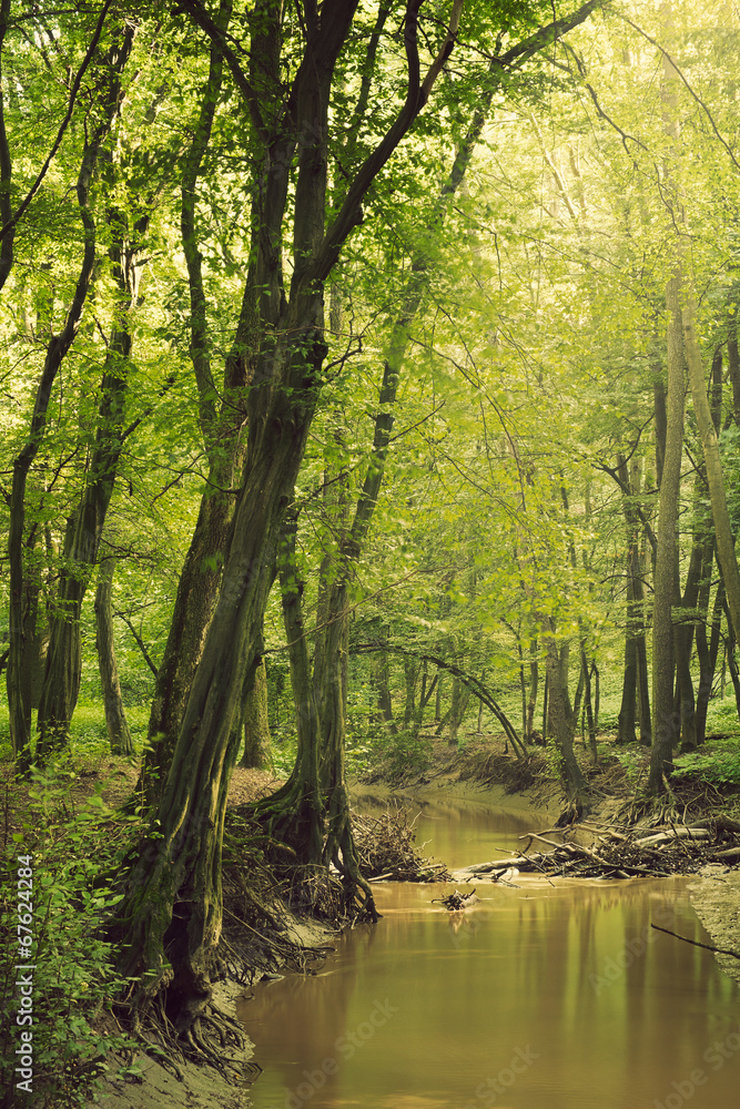 Fototapeta premium Creek