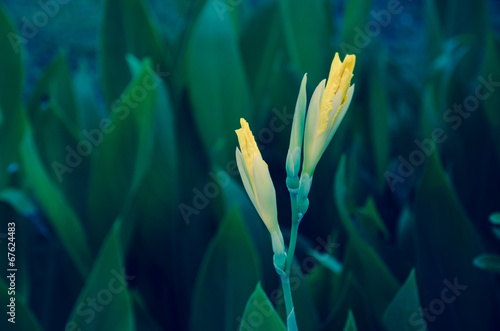 Fototapeta Naklejka Na Ścianę i Meble -  yellow iris