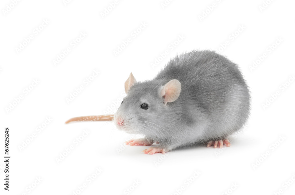 rat isolated on white background rat isolated on white background
