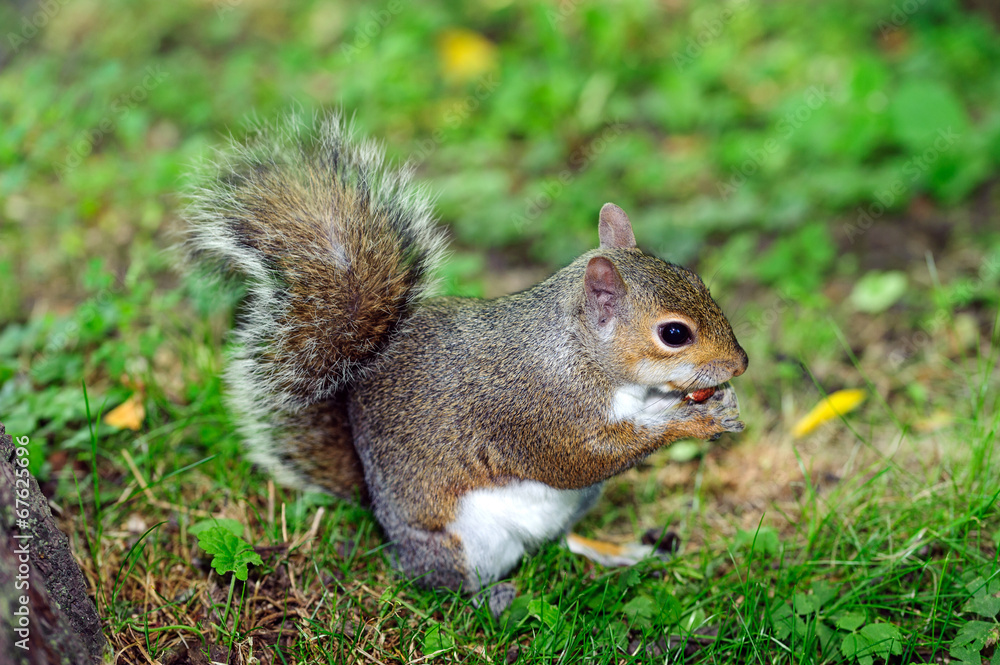 Scoiattolo grigio nel sottobosco - Sciurus carolinensis Scoiattolo grigio nel sottobosco - Sciurus carolinensis