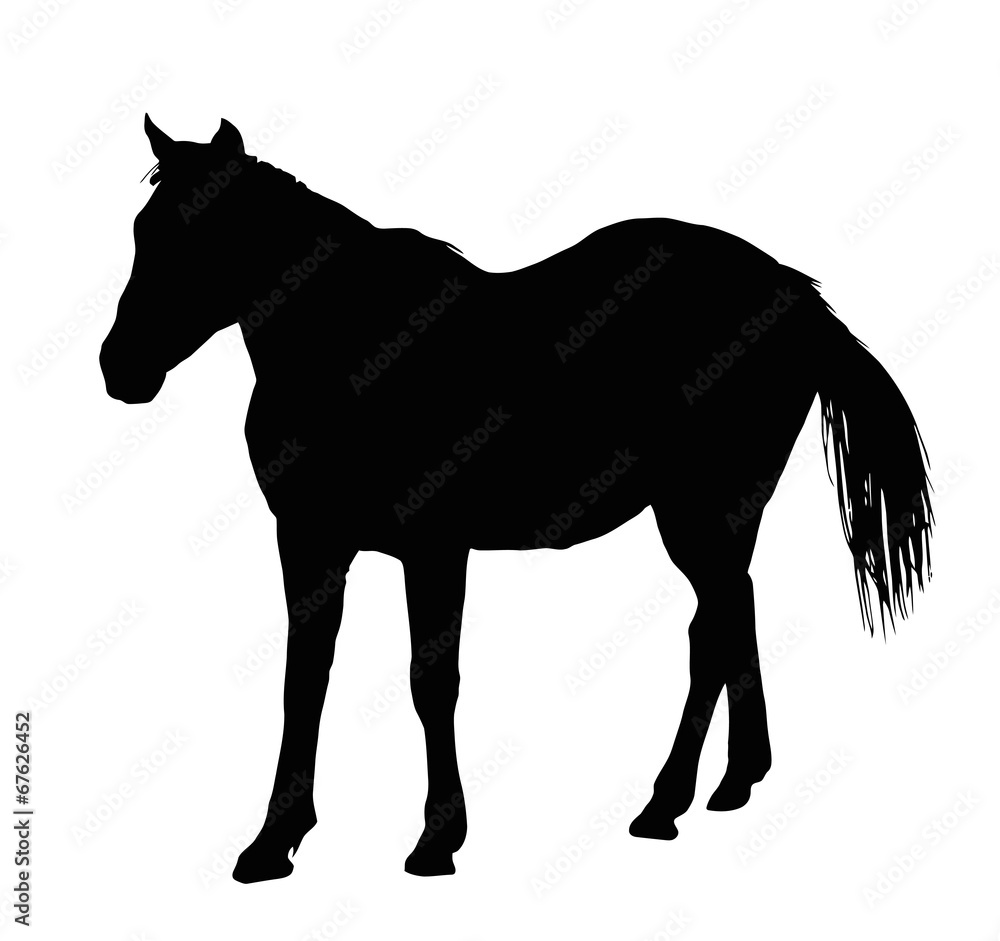 Portrait Silhouette of Large Horse Standing Portrait Silhouette of Large Horse Standing