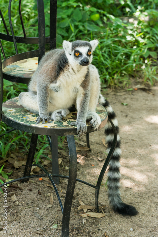 Obraz premium Ring-tailed lemur (Lemur catta) sits on chair