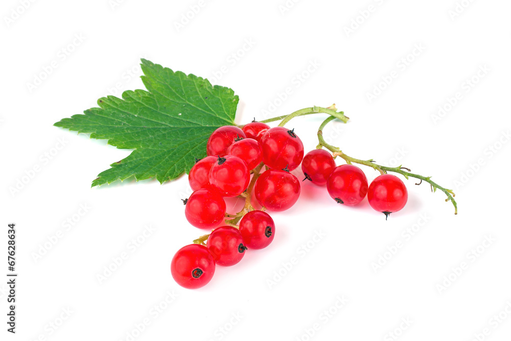 Redcurrant Redcurrant