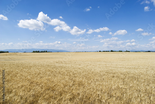 Wheat field with cloudy blue sky