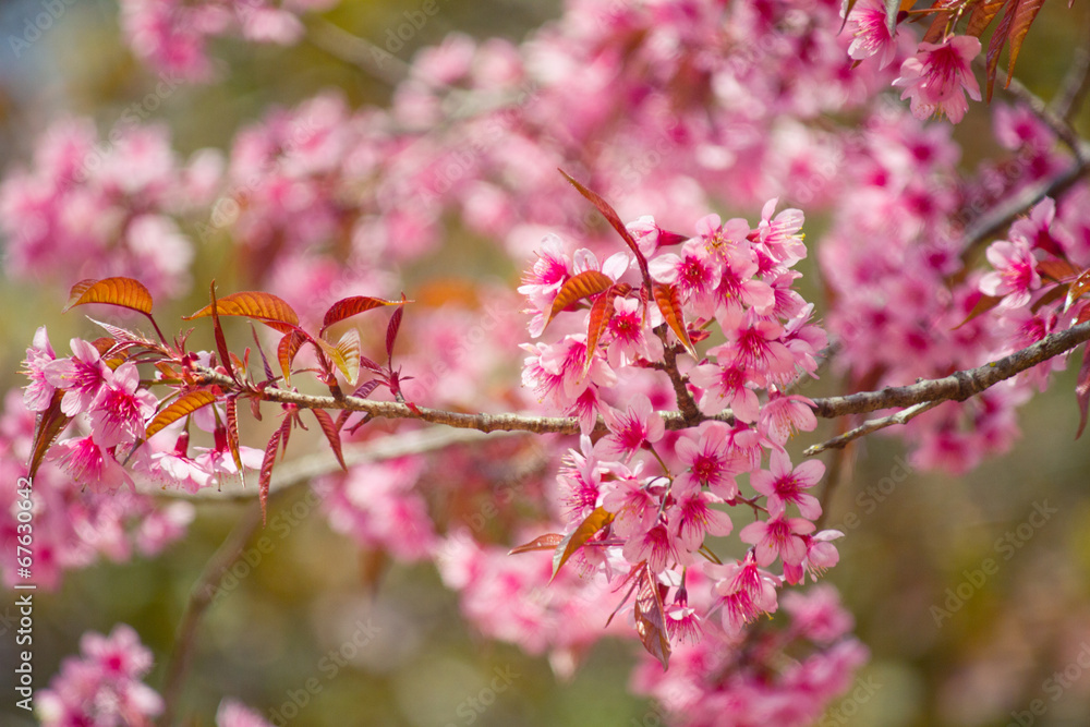 Spring Cherry blossoms - obrazy, fototapety, plakaty 