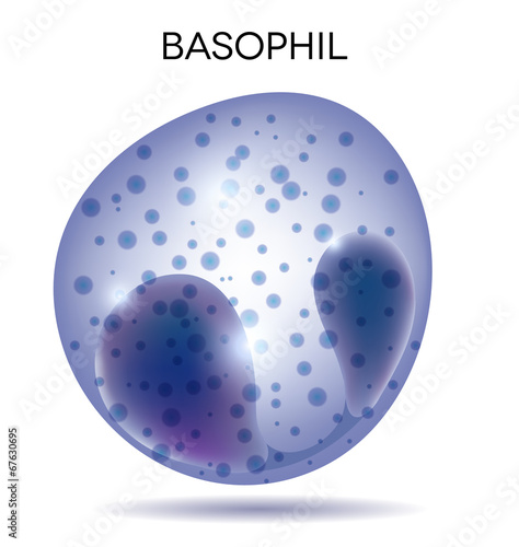 Human white  blood cell Basophil photo