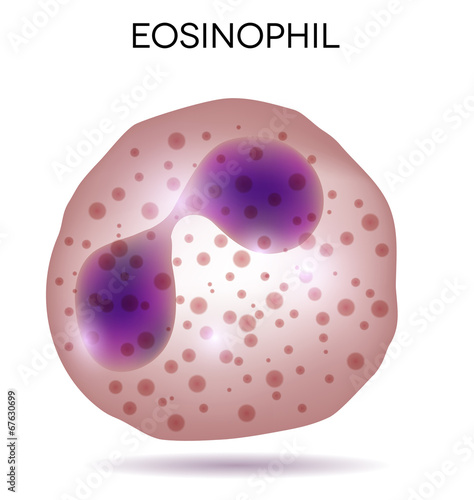 Human white blood cell Eosinophil photo