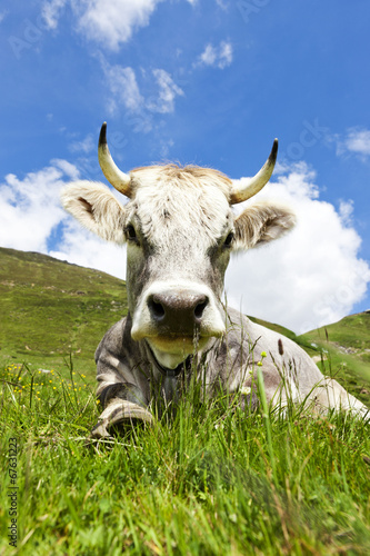 Liegende Kuh auf der Alm