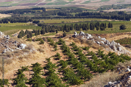 Weinbau Libanon photo