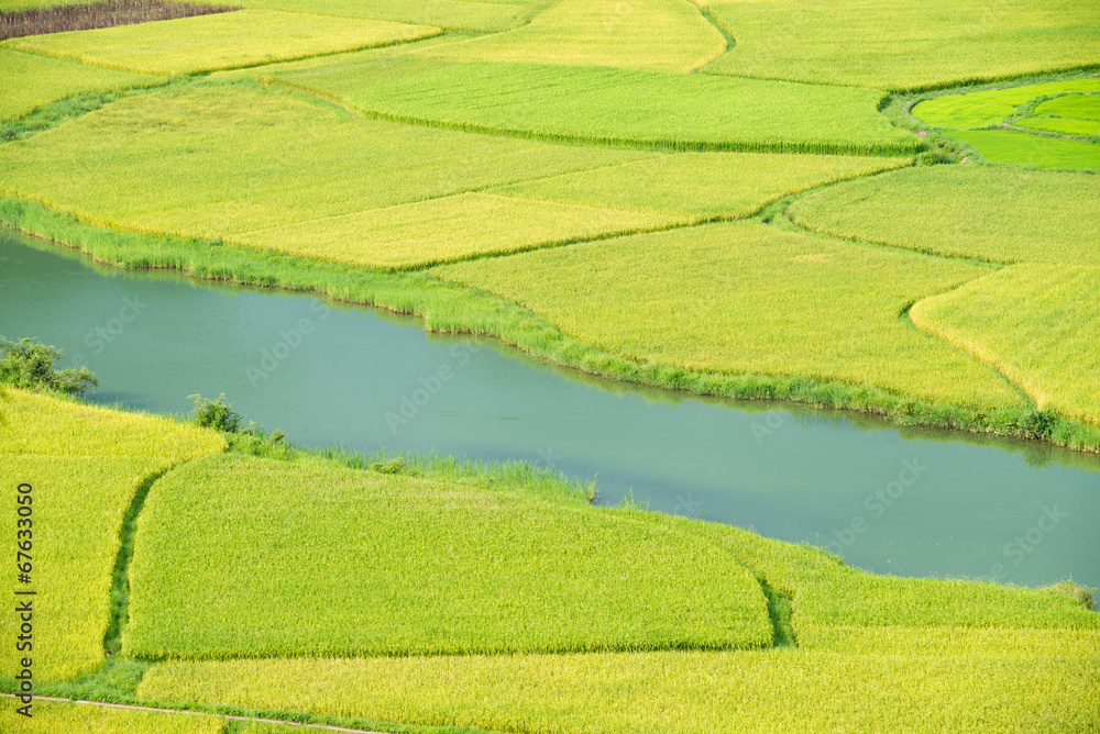 Rice field in Vietnam