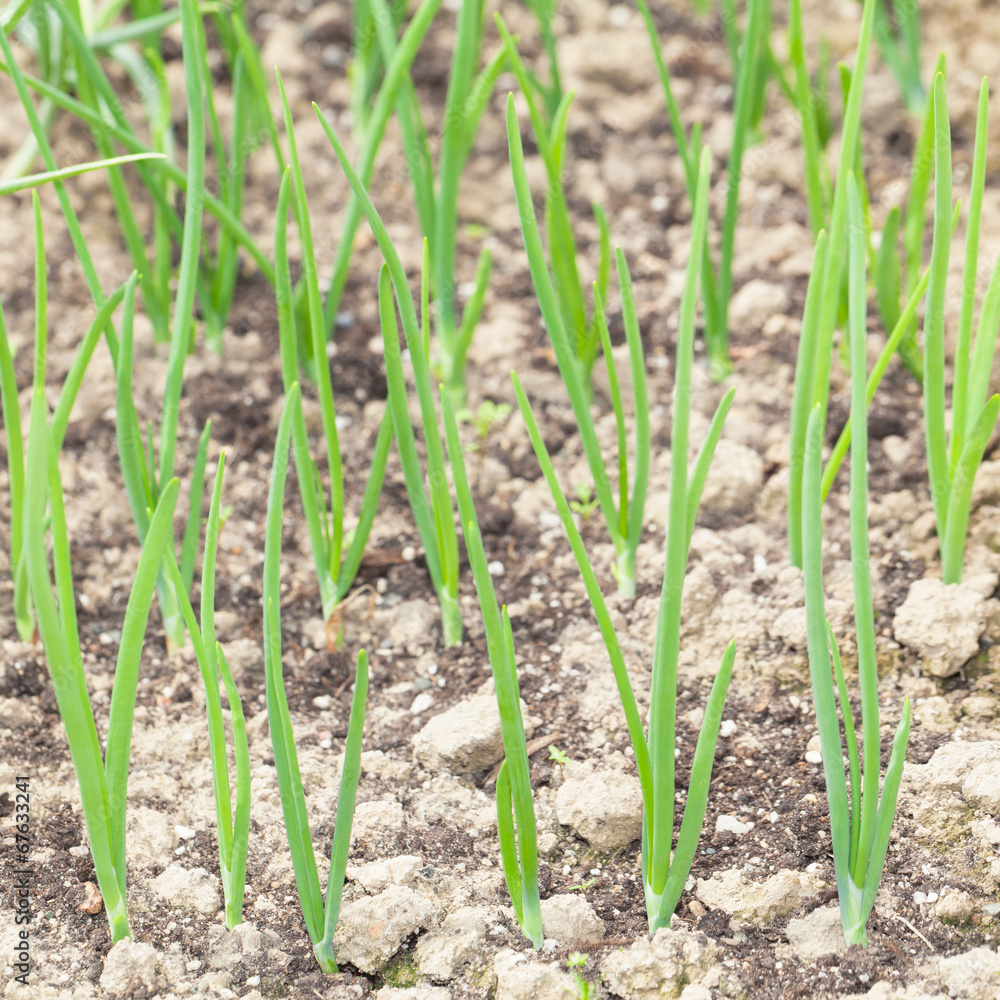 Spring onion seedbed Spring onion seedbed