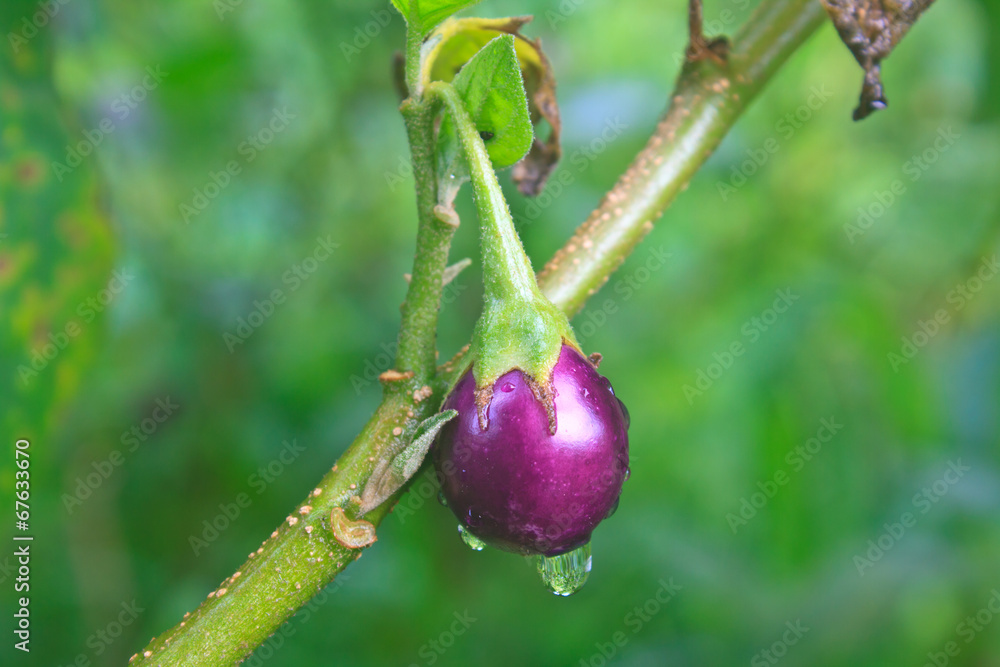 fresh eggplant with drop water fresh eggplant with drop water