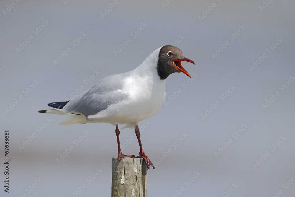 Fototapeta premium Black-headed gull, Larus ridibundus