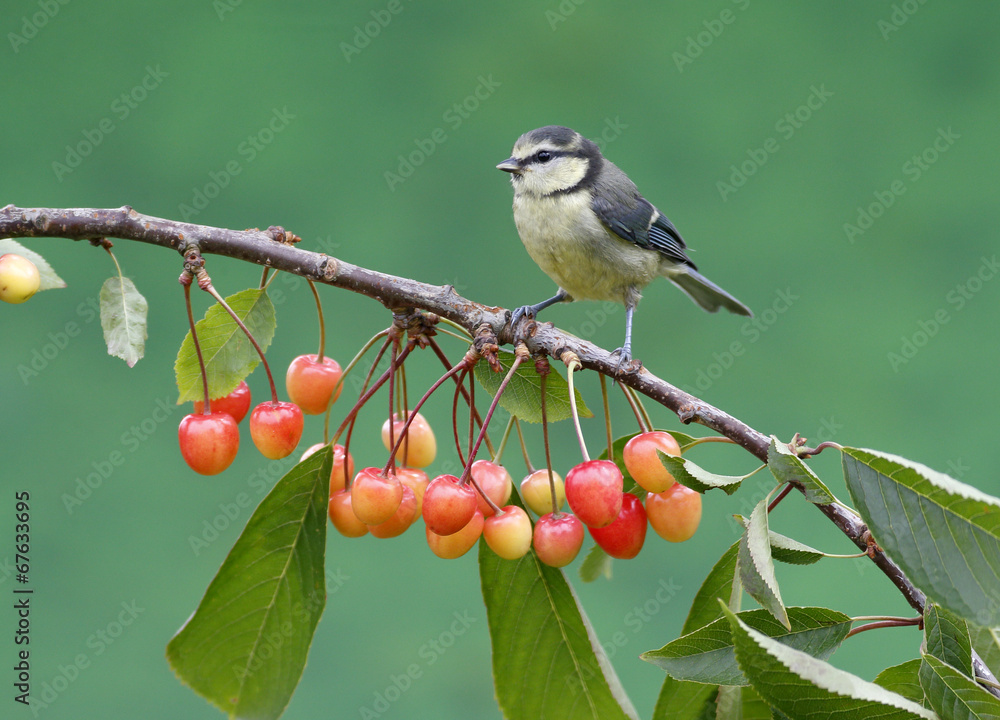 Obraz premium Blue tit, Parus caeruleus