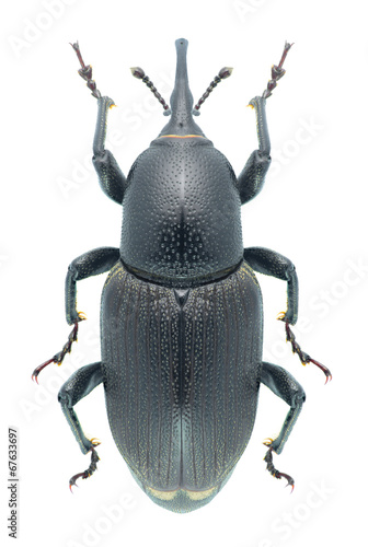 Beetle Sphenophorus abbreviatus © als