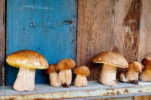 Mushrooms cepes
