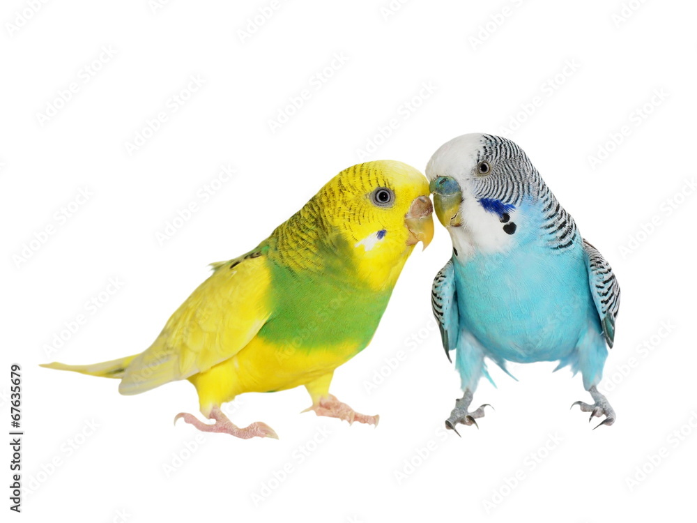 Fototapeta premium budgerigar isolated on white, (Melopsittacus undulatus), budgie